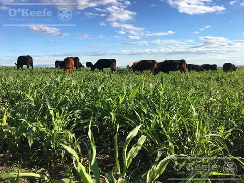 Campo en Venta en San Luis, Juan Martín de Pueyrredón