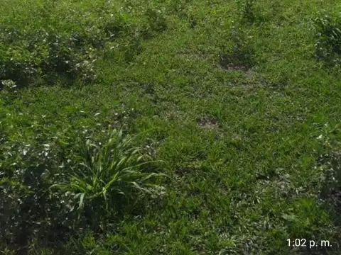 Campo en Venta en Presidencia de la Plaza, Chaco