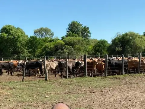 Campo en Venta en Los Pozos, Libertador General San Martín