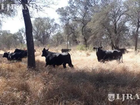 Campo en Venta en Taco Pozo, Almirante Brown