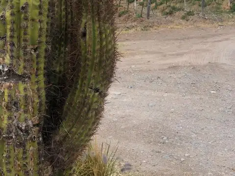 Terreno en Venta en Cafayate, Salta