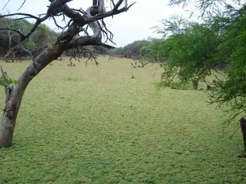 Campo en Venta en Cnel Juan Sola Est Morillo, Rivadavia