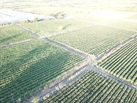 Campo en Venta en Colonia Santa Rosa, Orán