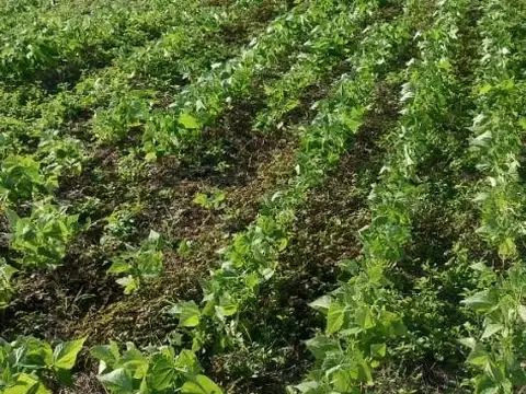 Campo en Venta en Embarcacion, General José de San Martín