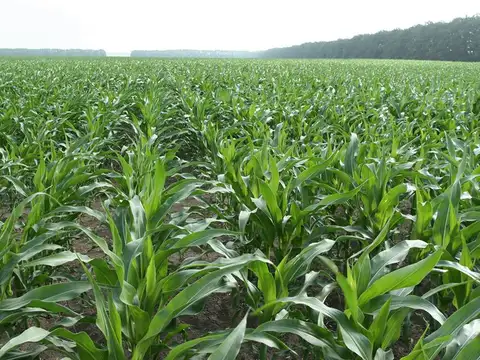 Campo en Venta en El Condor, Rosario de la Frontera