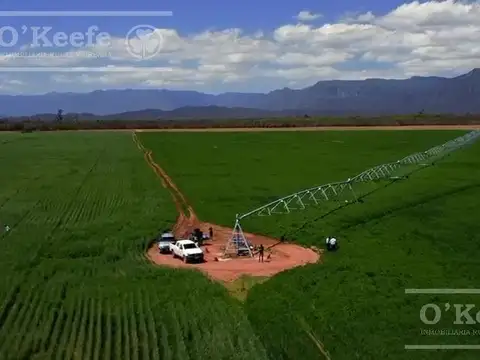 Campo en Venta en Algarrobal, General Güemes