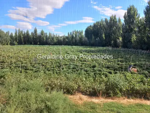 Campo en Venta en Villa Manzano, General Roca