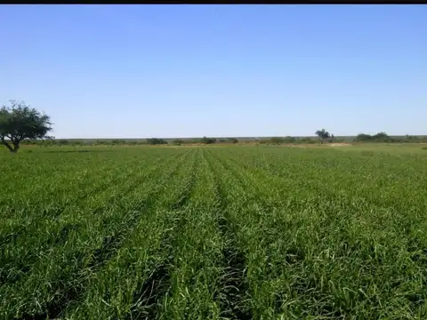 Campo en Venta en Guardia Mitre, Adolfo Alsina
