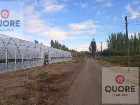 Campo en Venta en Cipolletti, General Roca