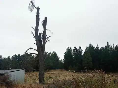 Terreno en Venta en Dina Huapi, Pilcaniyeu