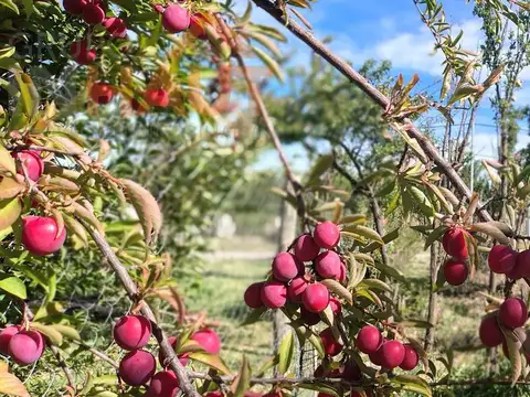 Terreno en Venta en Neuquen, Confluencia