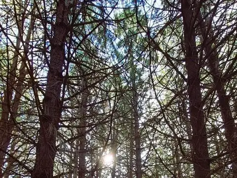Terreno en Venta en San Martin de los Andes, Lácar
