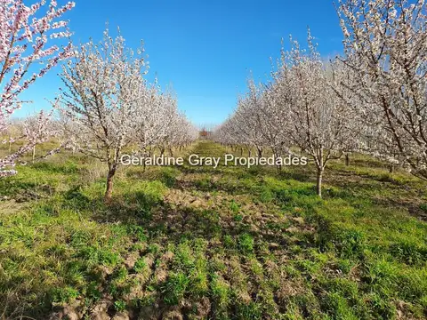 Campo en Venta en San Patricio del Chañar, Añelo