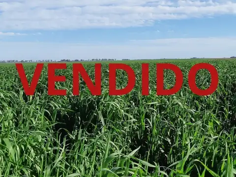 Campo en Venta en Gualeguaychu, Gualeguaychú