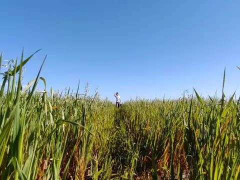 Campo en Venta en Gualeguaychu, Gualeguaychú