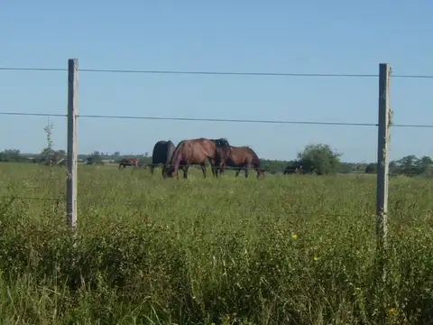 Campo en Venta en Gualeguaychu, Gualeguaychú
