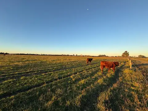 Campo en Venta en Primer Distrito, Gualeguay