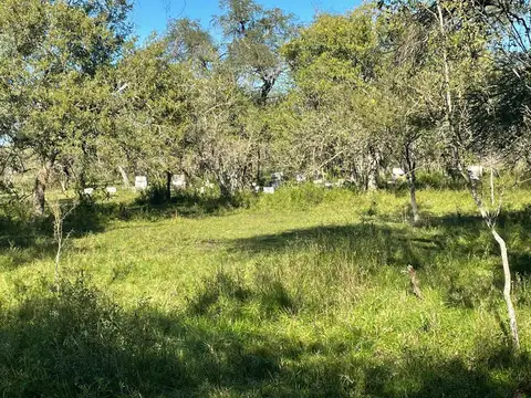 Campo en Venta en Durazno, Tala