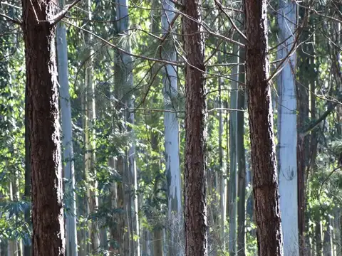 Campo en Venta en Concordia, Entre Ríos