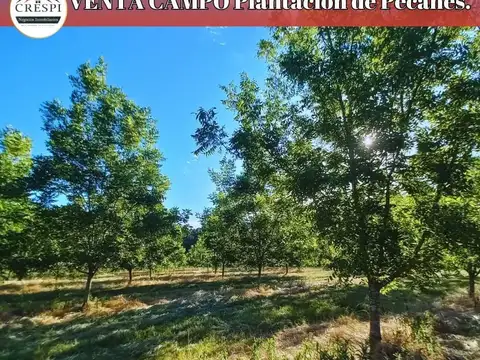 Campo en Venta en Puerto Yerua, Concordia