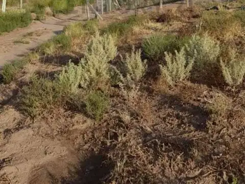 Terreno en Venta en Carrizal de Abajo, Luján de Cuyo