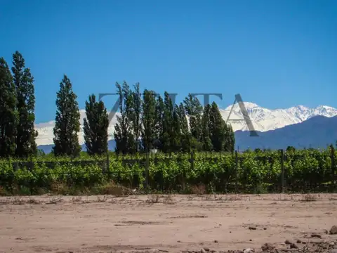 Terreno en Venta en Luján de Cuyo, Mendoza
