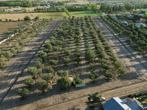 Terreno en Venta en San Rafael, Mendoza