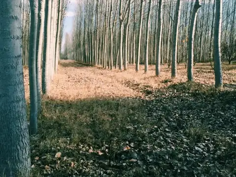 Terreno en Venta en Los Sauces, Tunuyán