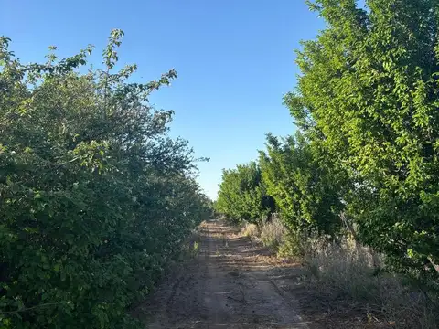Terreno en Venta en Algarrobal Arriba, Las Heras
