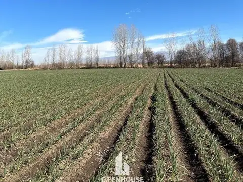 Terreno en Venta en Tunuyan, Tunuyán
