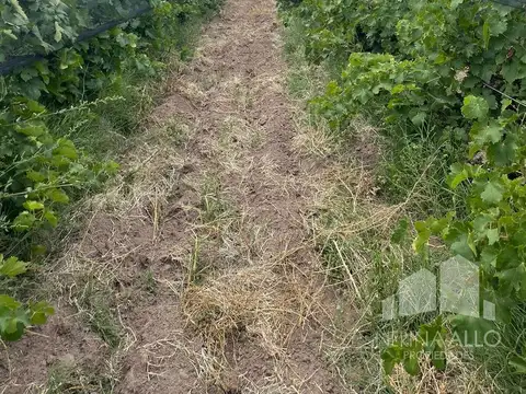 Terreno en Venta en Bowen, General Alvear