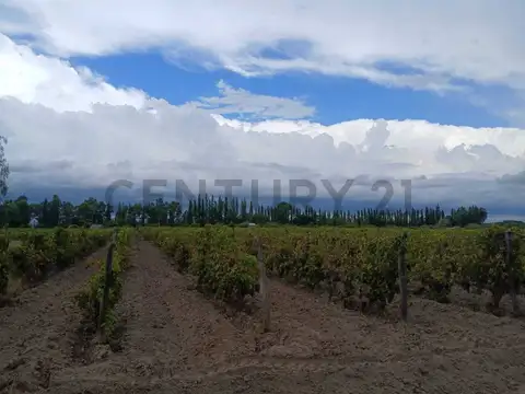 Casa en Venta en San Rafael, Mendoza