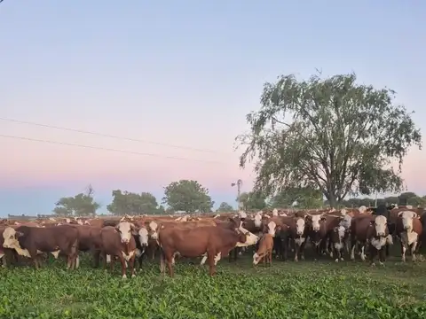 Campo en Venta en Aguara Grande, San Cristóbal