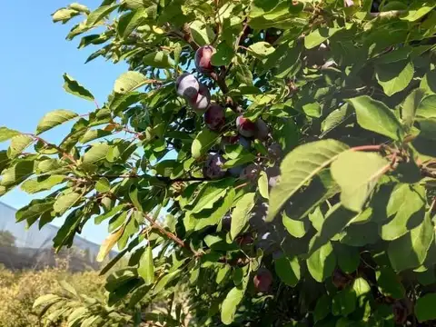 Campo en Venta en El Ceibo, General Alvear