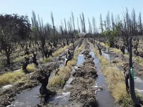 Campo en Venta en Cuadro Bombal, San Rafael