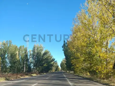 Campo en Venta en San Carlos, Mendoza