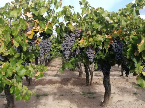 Campo en Venta en Pedro Vargas, San Rafael