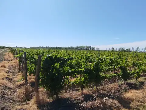 Campo en Venta en General Alvear, Mendoza