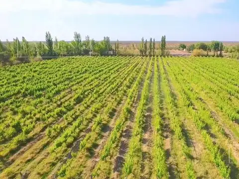 Campo en Venta en Medrano, Rivadavia