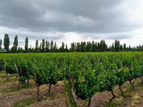 Campo en Venta en San Rafael, Mendoza