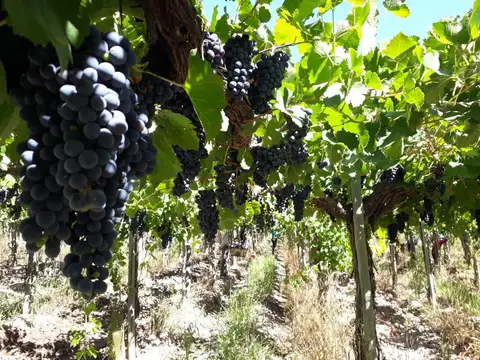 Campo en Venta en Ingeniero Gustavo Andre, Lavalle