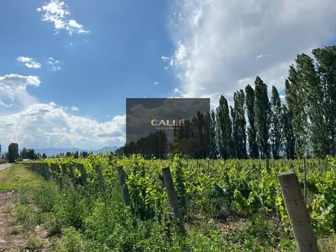 Campo en Venta en Perdriel, Luján de Cuyo