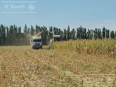 Campo en Venta en General Alvear, Mendoza