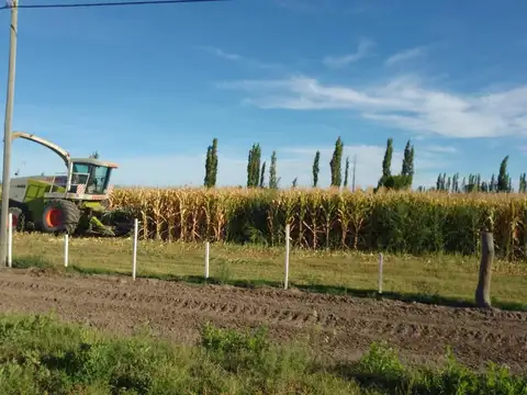 Campo en Venta en General Alvear, Mendoza