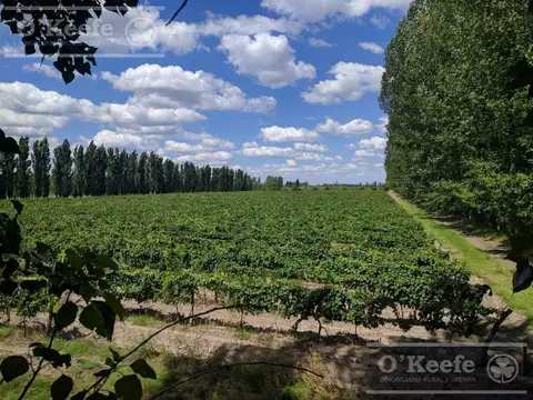 Campo en Venta en San Rafael, Mendoza