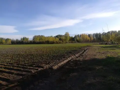 Campo en Venta en Colonia las Rosas, Tunuyán
