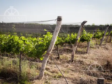 Campo en Venta en Medrano, Rivadavia