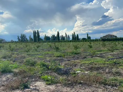 Campo en Venta en Tunuyan, Tunuyán
