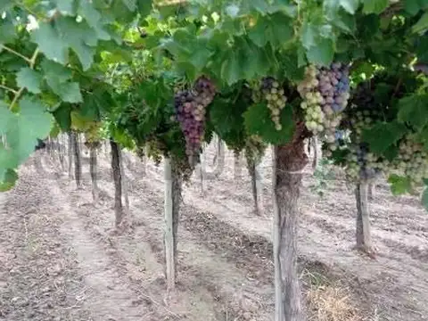 Campo en Venta en Maipu, Maipú