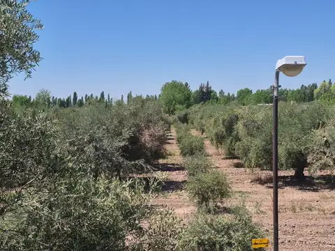 Campo en Venta en Russell, Maipú
